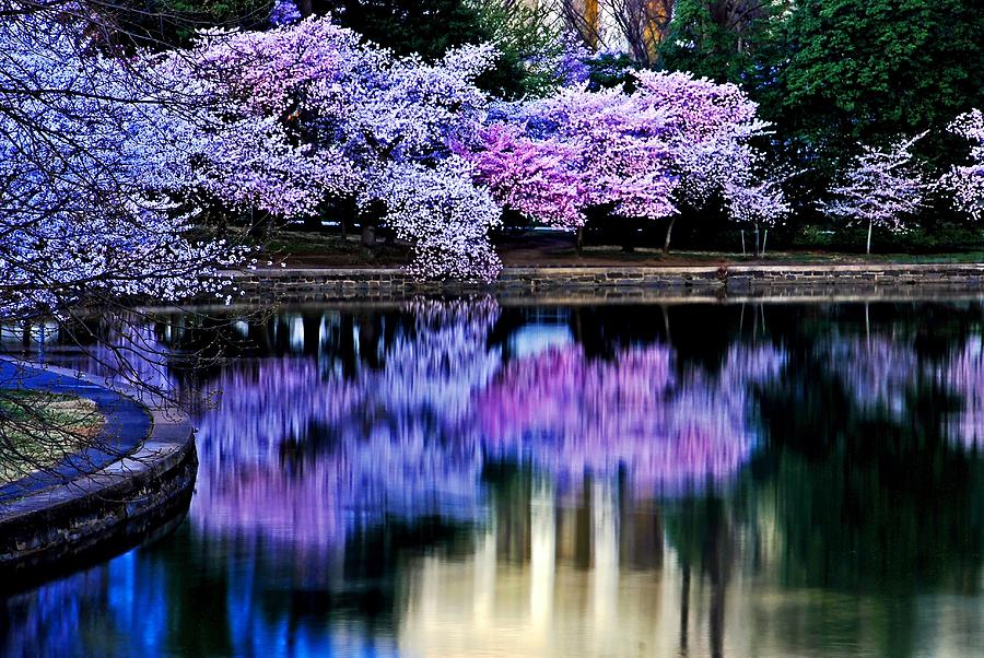 Cherry blossom reflections Photograph by Bill Jonscher