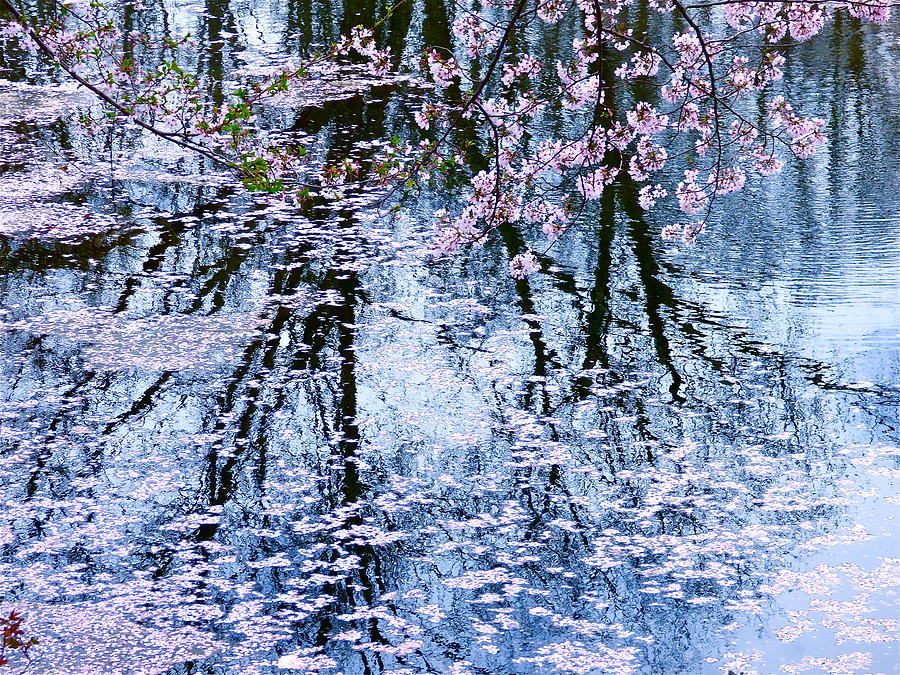 Cherry Blossom Reflections Photograph by Jean Wright
