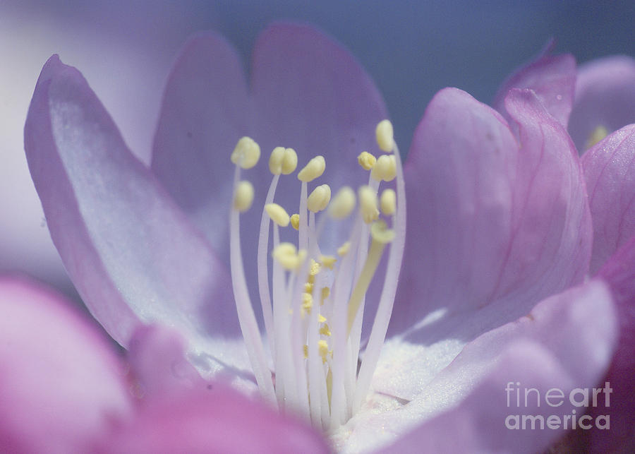 Cherry Blossom Photograph by Rudi Prott