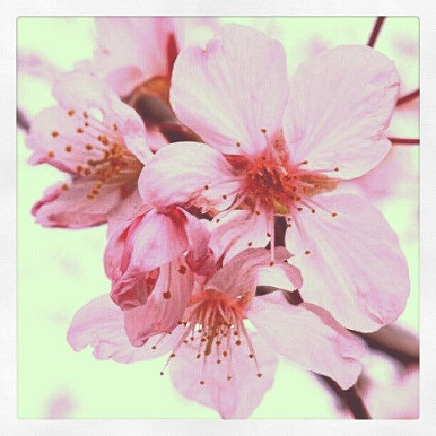 Cherryblossoms Photograph - Cherry Blossom (sakura) by Ryuzo Kitamura