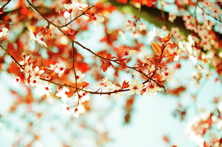 Cherry Blossom Photograph by Serts