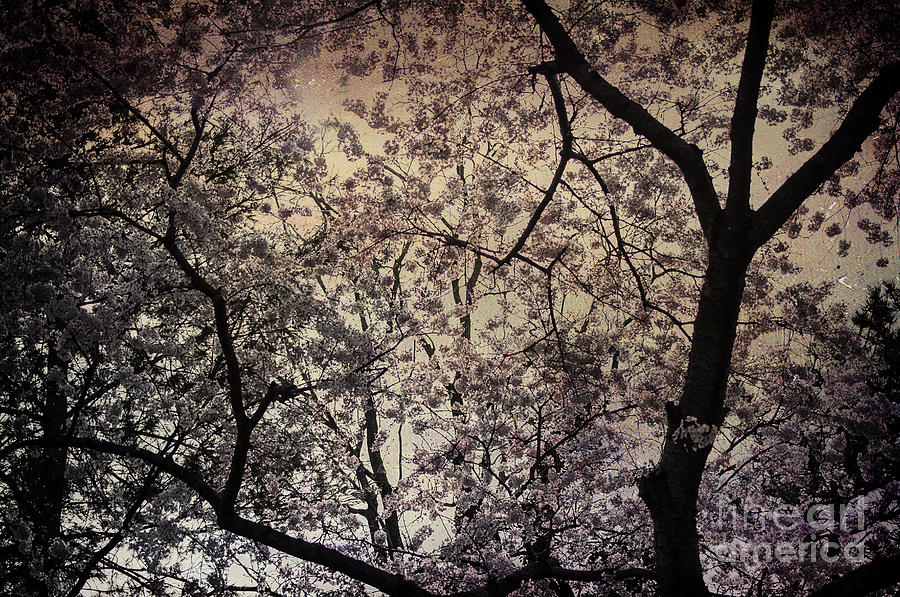 Cherry Blossom Sky Photograph by Terry Rowe