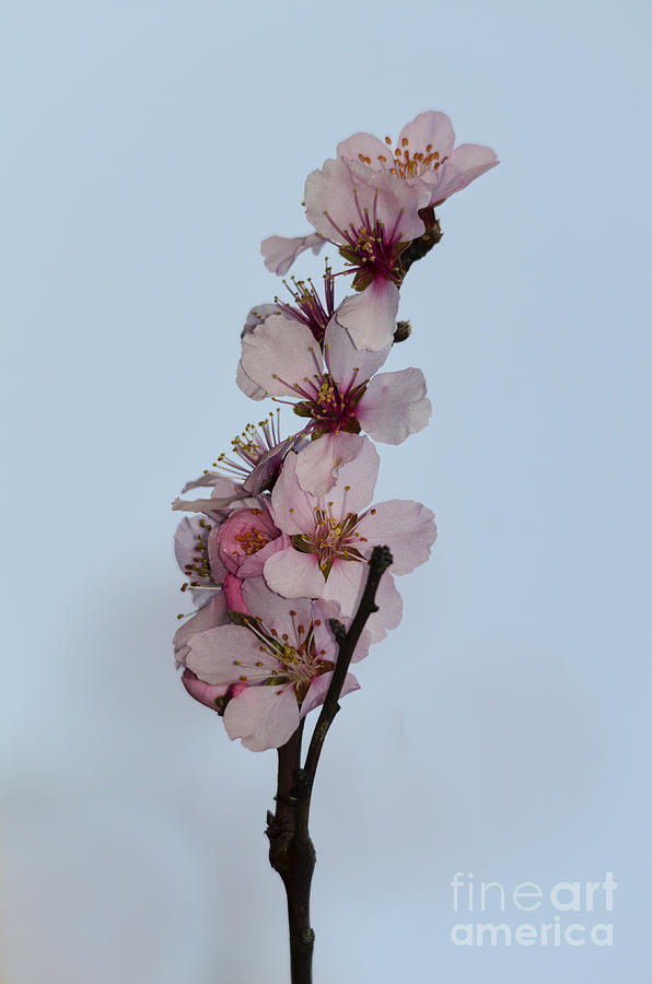 Cherry blossom sprig Photograph by Steev Stamford