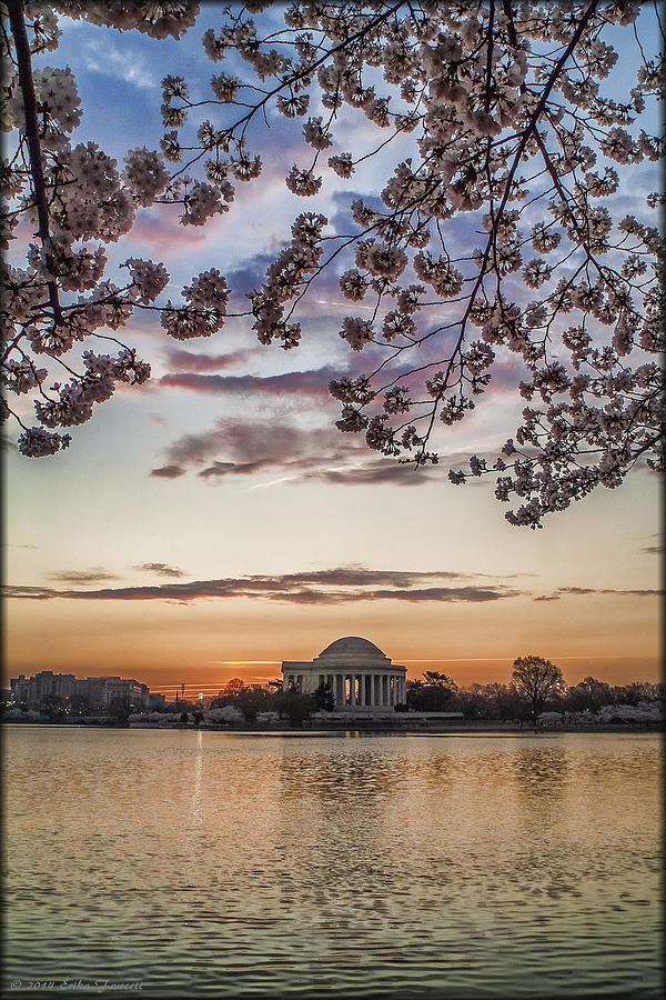 Cherry Blossom Sunrise Photograph by Erika Fawcett