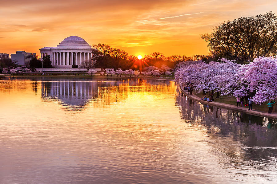 Cherry blossom sunrise Photograph by Kevin Voelker Photography