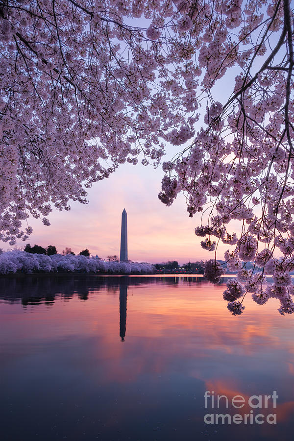Cherry Blossom Sunrise Photograph by Oscar Gutierrez