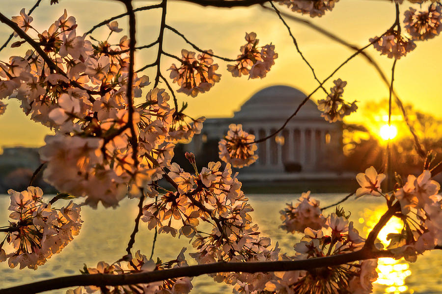 Flower Photograph - Cherry Blossom Sunrise  by Priscilla Lupo