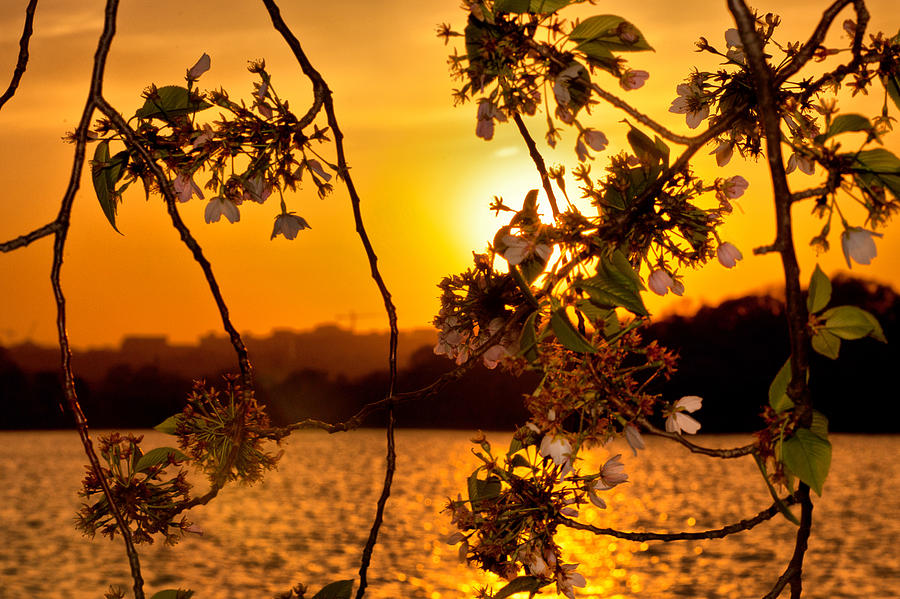 Cherry Blossom Sunset Photograph by Mitchell R Grosky
