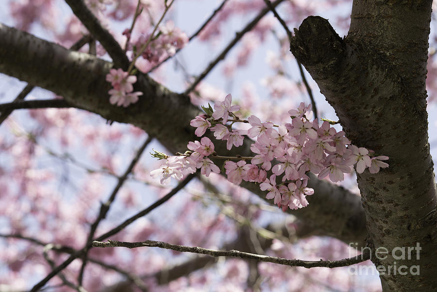 Cherry Blossom Time Photograph by Arlene Carmel