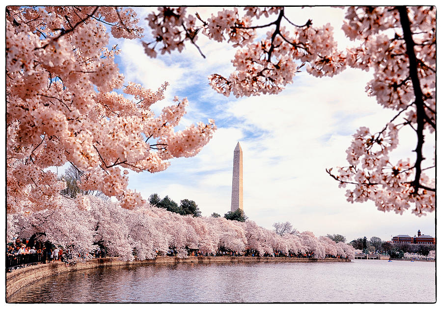 Cherry Blossom time in DC Photograph by Jay Alden Fine Art America