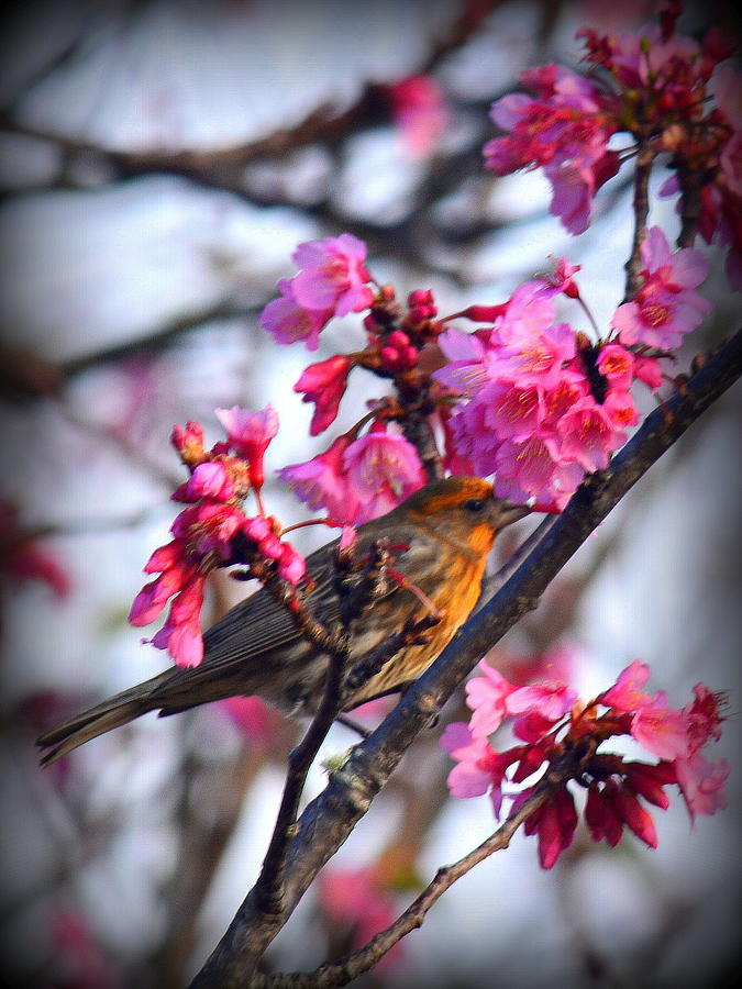 Cherry Blossom Time in Waimea Photograph by Lori Seaman