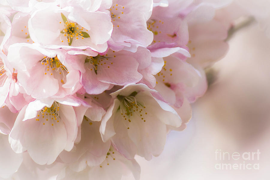 Cherry Blossom Time Photograph by Patricia Babbitt