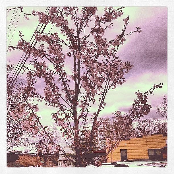 Tree Photograph - Cherry Blossom Time. Yea #cherryblossom by Giovanni Dixon 