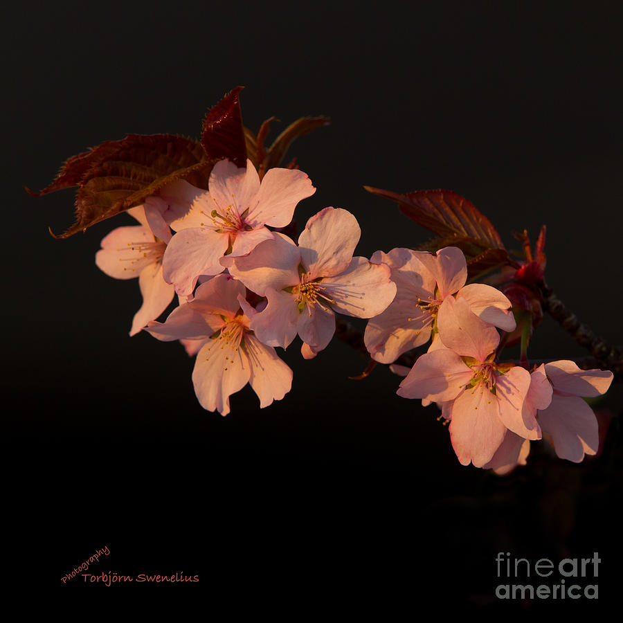 Cherry blossom Photograph by Torbjorn Swenelius