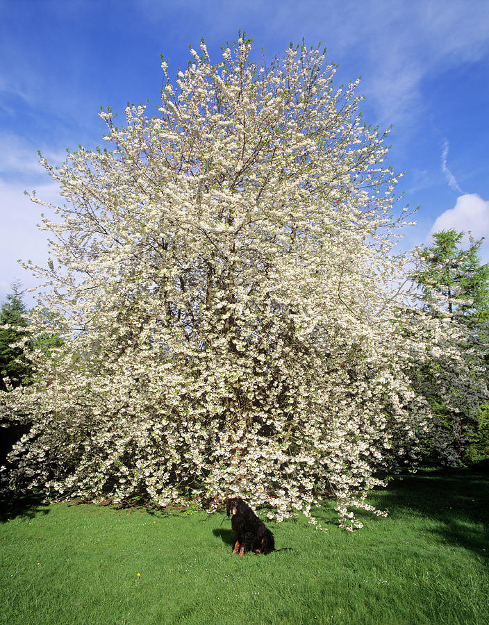 Cherry Blossom Tree Photograph by Science Photo Library Cherry Blossom Tree Photograph by Science Photo Library