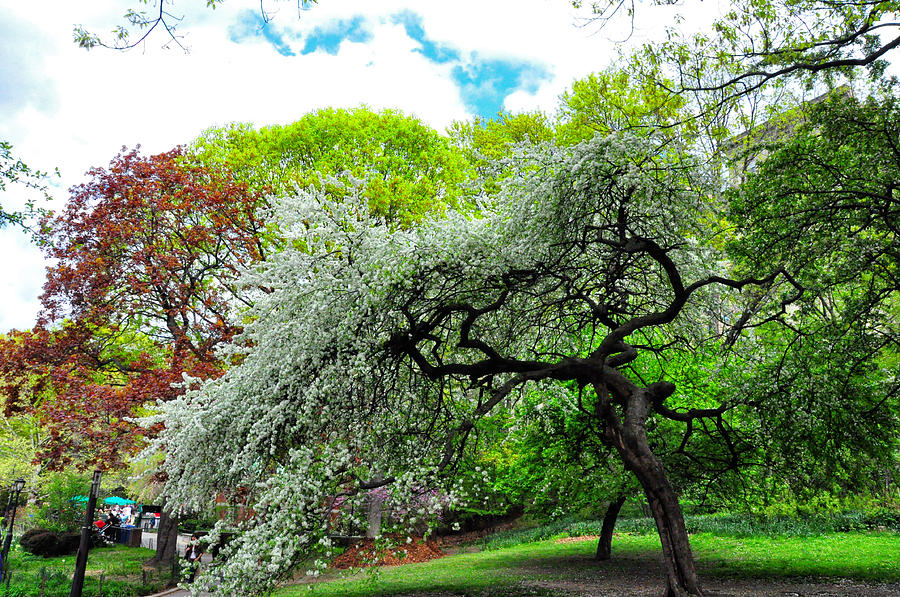 Cherry Blossom Tree in Spring - Central Park - New York Photograph by Bruce Friedman