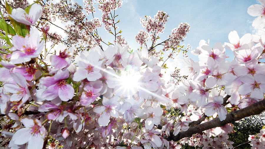 Cherry Blossom Tree In Sunlight Photograph by Leverstock