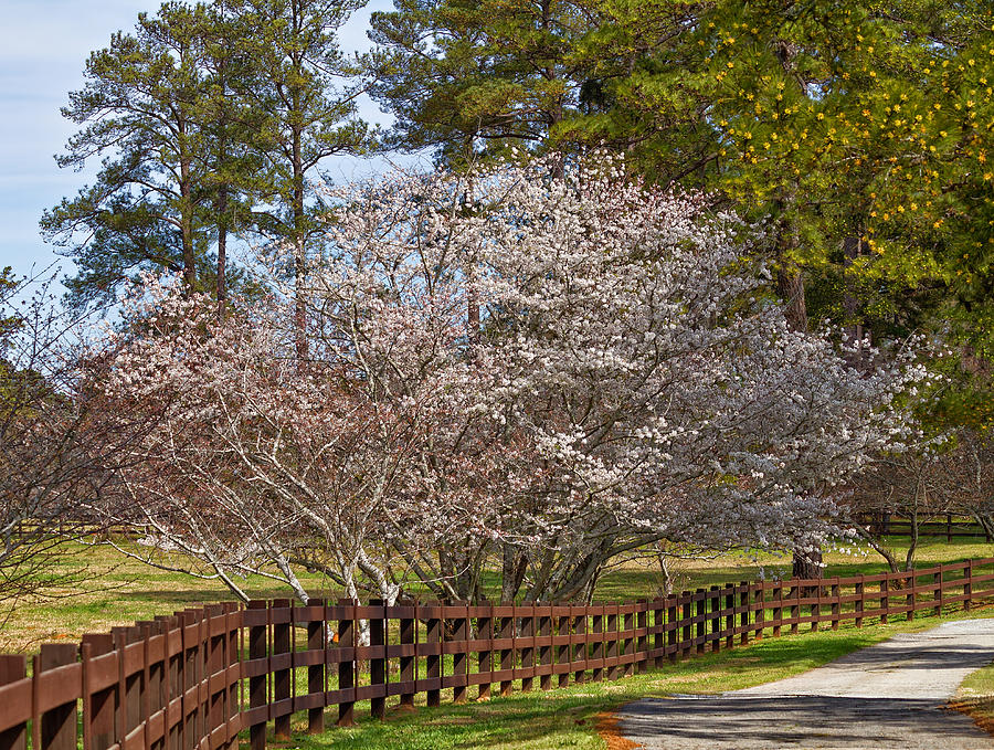 Cherry Blossom Tree Photograph by Kim Hojnacki