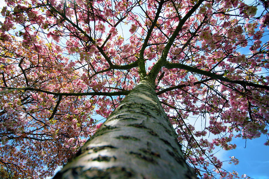 Cherry Blossom Tree Photograph by Pooka Photography