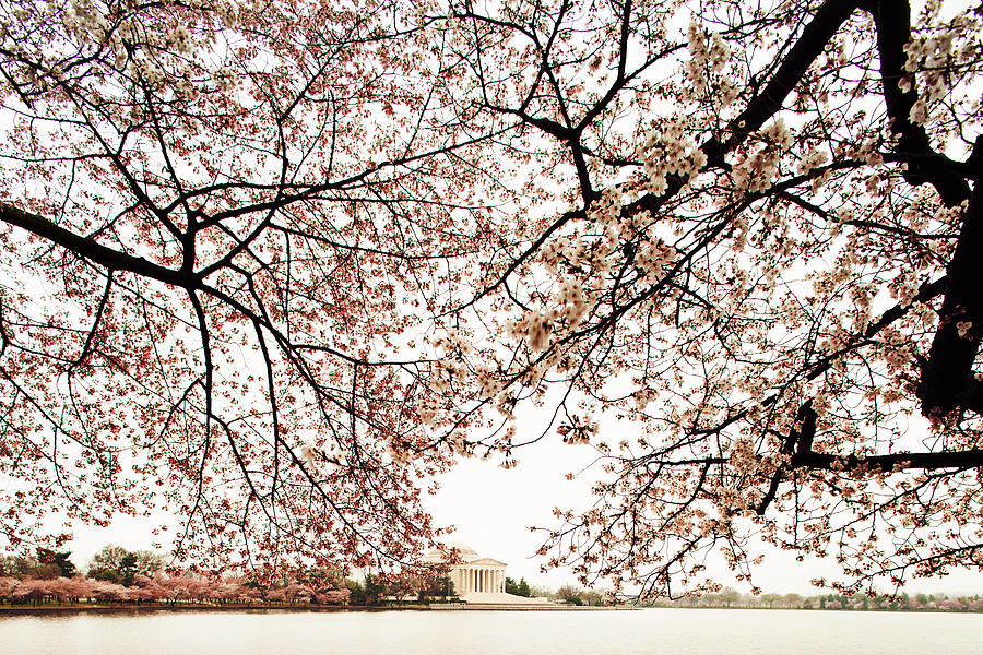 Cherry Blossom Trees and the Jefferson Memorial Photograph by Good Focused