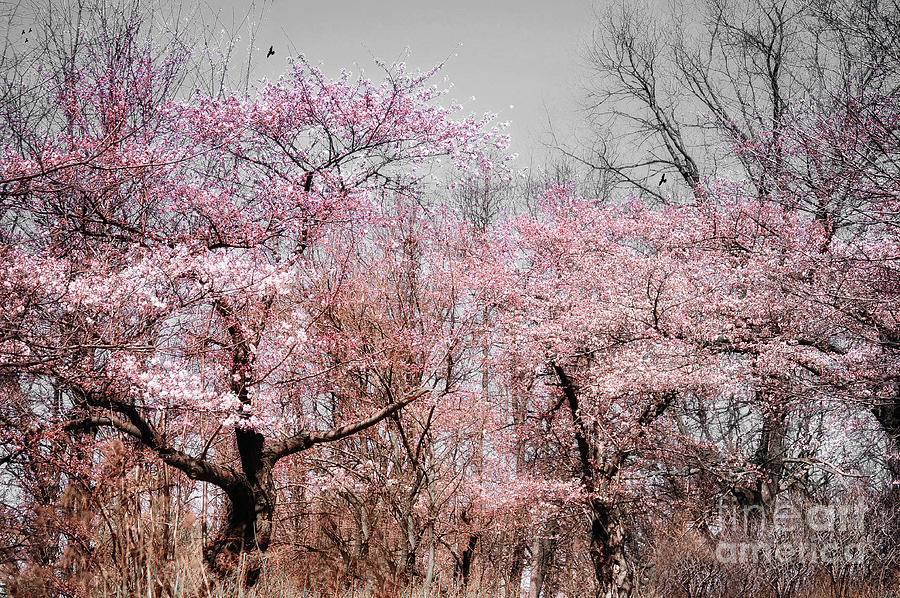Cherry Blossom Trees Photograph by Elaine Manley