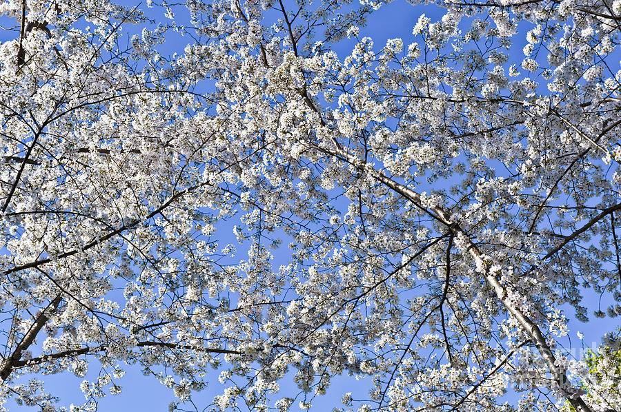 Cherry Blossom trees in Full Bloom Sakura looking up Photograph by David Zanzinger