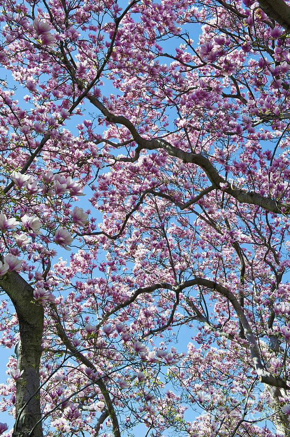 Cherry Blossom trees looking up in Washington DC Photograph by David Zanzinger