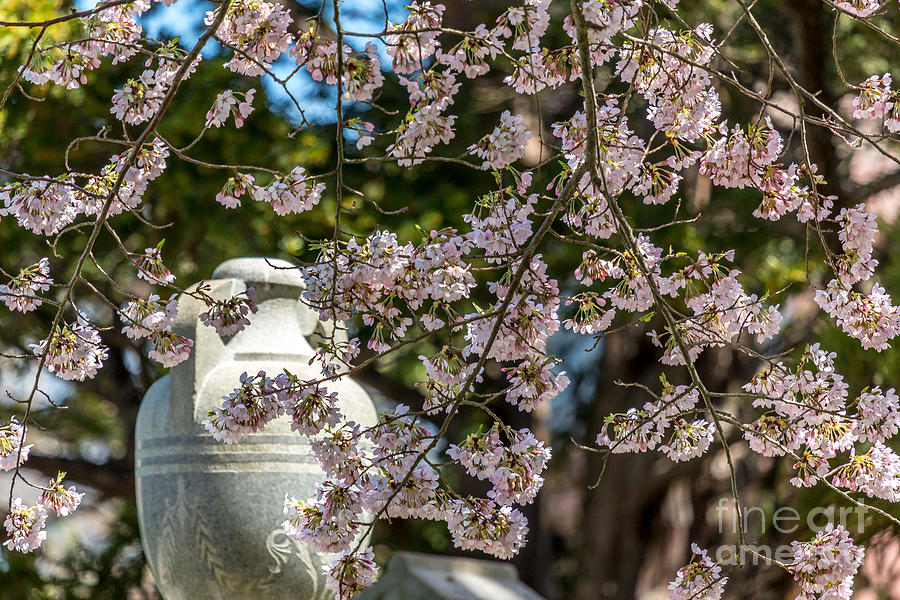 Cherry Blossom Urn Photograph by Susan Cole Kelly