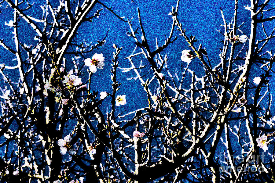 Cherry Blossom VI Photograph by Cassandra Buckley