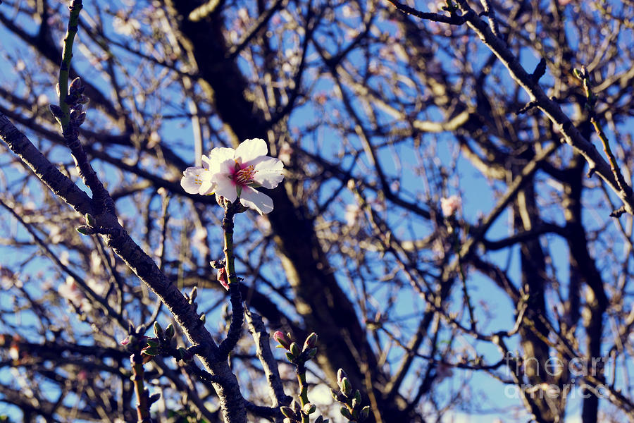 Cherry Blossom VII Photograph by Cassandra Buckley