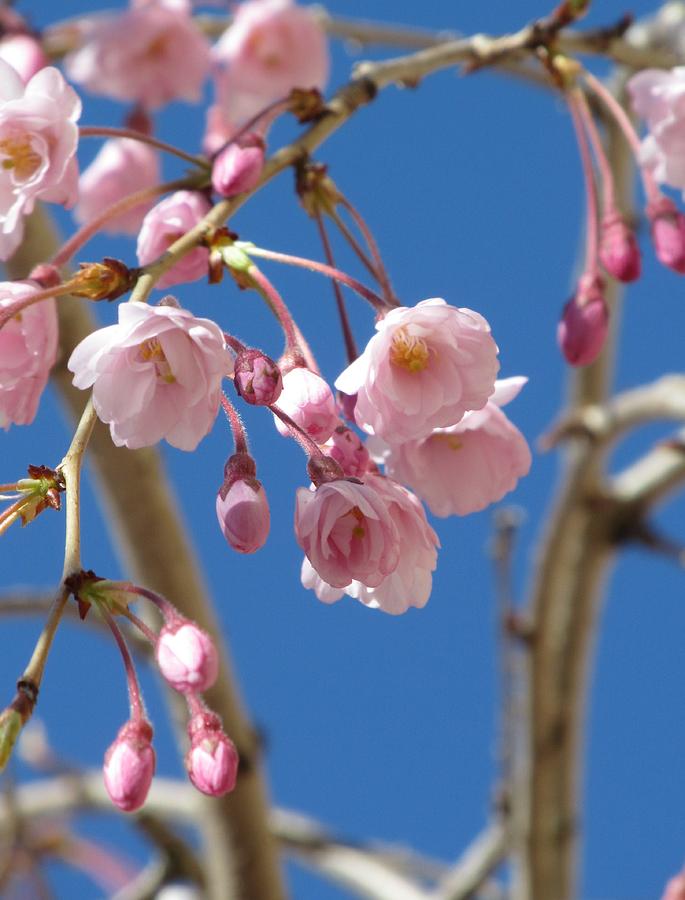 Cherry Blossom With Blue Sky Photograph by Alfred Ng