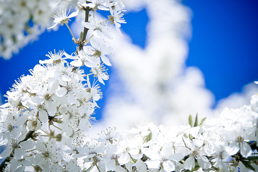 Cherry blossom with blue sky Photograph by Raimond Klavins
