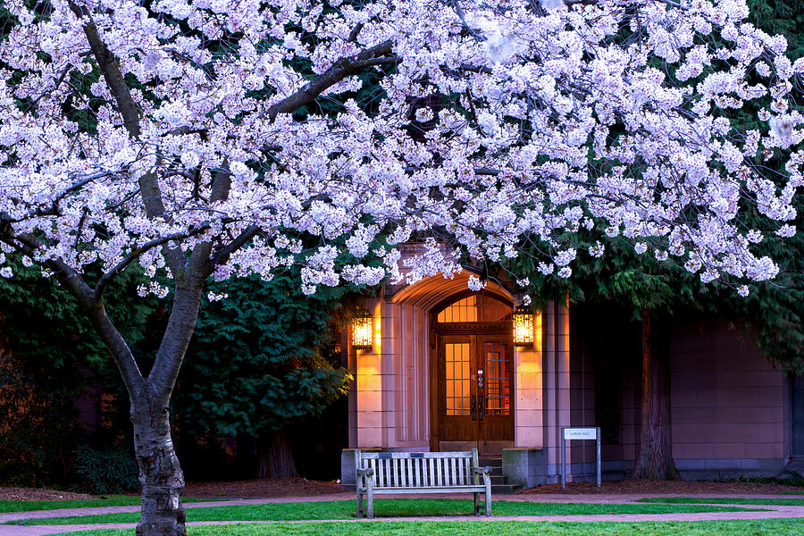 Cherry blossom with entrance-1 Photograph by Hisao Mogi