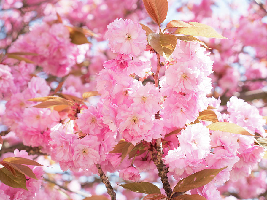 Cherry Blossom Photograph by Wladimir Bulgar