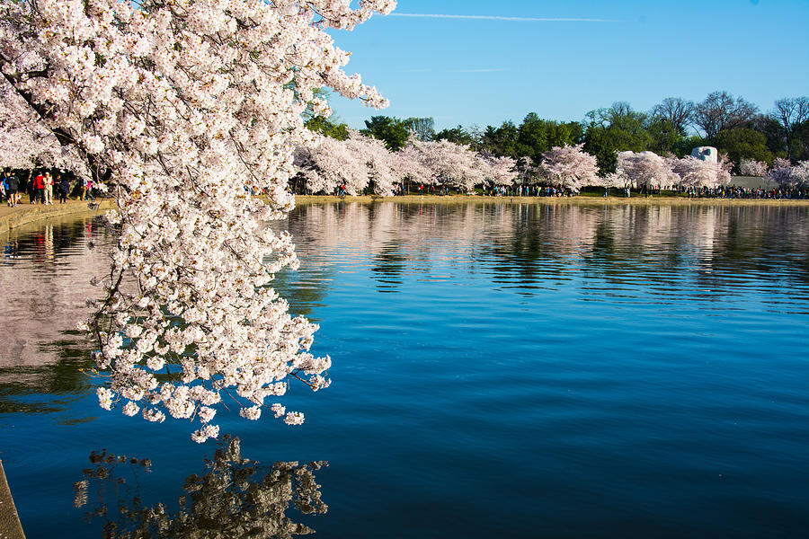 Cherry Blossom Wonderland Photograph by Kathy Liebrum Bailey - Fine Art ...