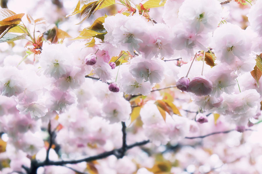 Cherry Blossome Photograph by Copyright By Tk21hx