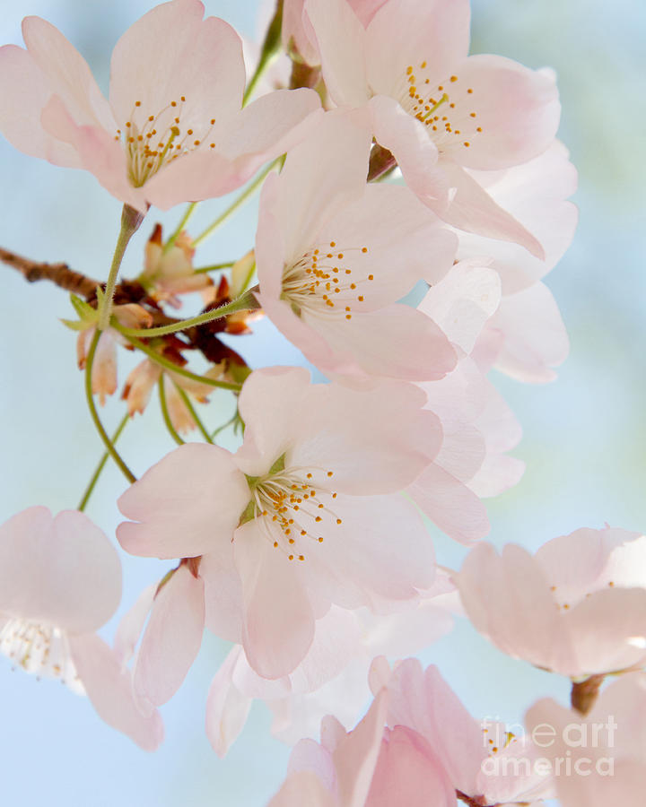Cherry Blossoms 2 Photograph by Chris Scroggins
