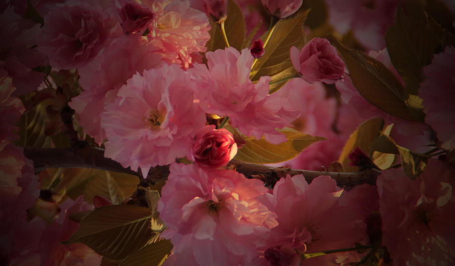 Cherry Blossoms #2 Photograph by John Stuart Webbstock