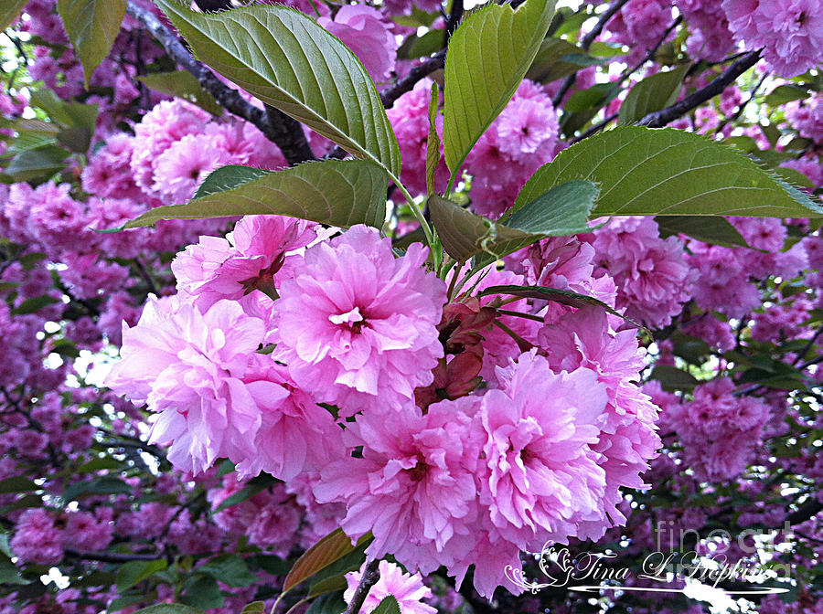 Cherry Blossoms 20120427_13a Photograph by Tina Hopkins