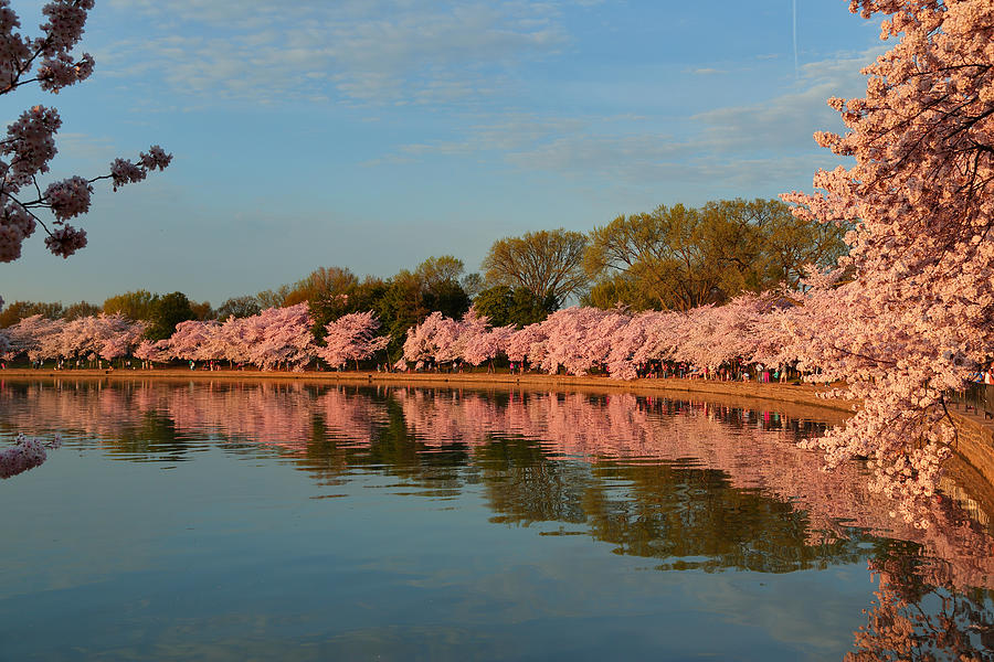 Architecture Photograph - Cherry Blossoms 2013 - 001 by Metro DC Photography