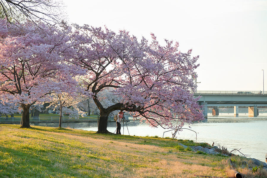 Architecture Photograph - Cherry Blossoms 2013 - 003 by Metro DC Photography