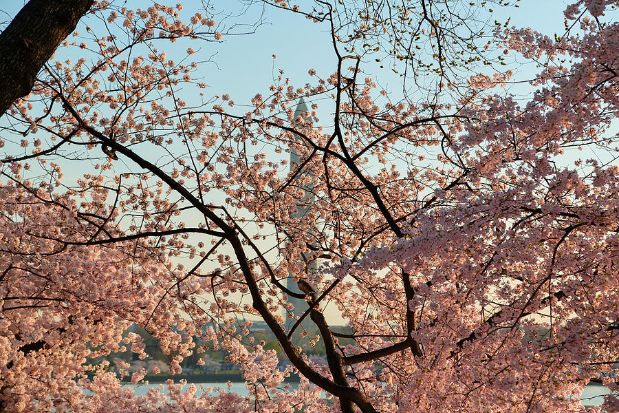 Architecture Photograph - Cherry Blossoms 2013 - 004 by Metro DC Photography
