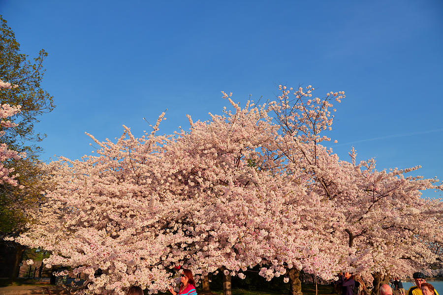 Architecture Photograph - Cherry Blossoms 2013 - 011 by Metro DC Photography