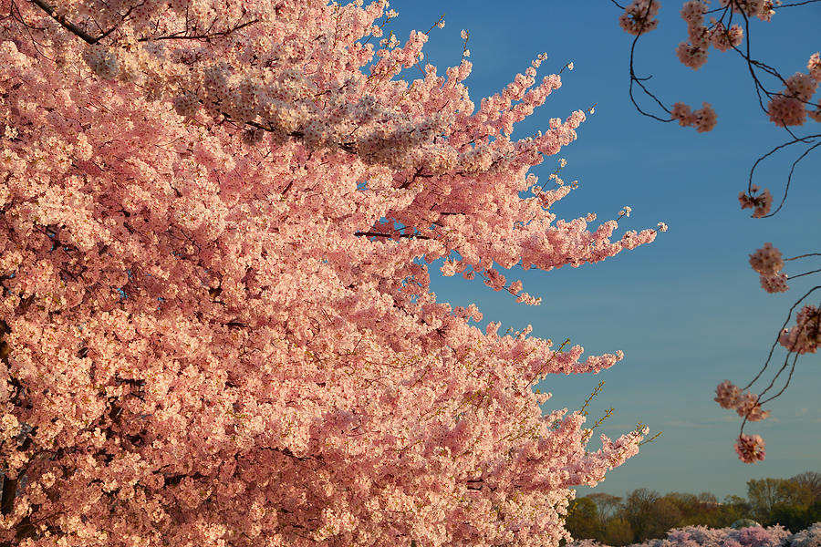 Architecture Photograph - Cherry Blossoms 2013 - 013 by Metro DC Photography