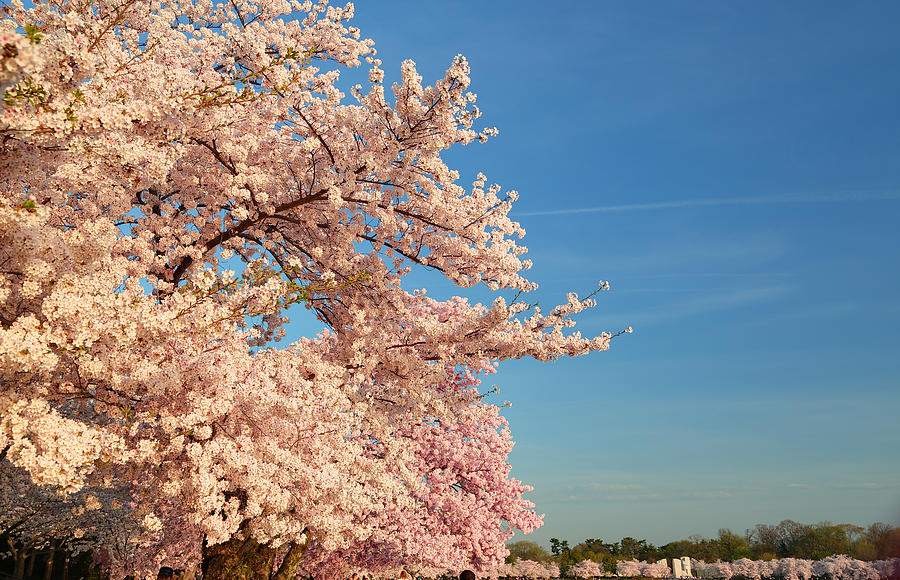 Architecture Photograph - Cherry Blossoms 2013 - 014 by Metro DC Photography