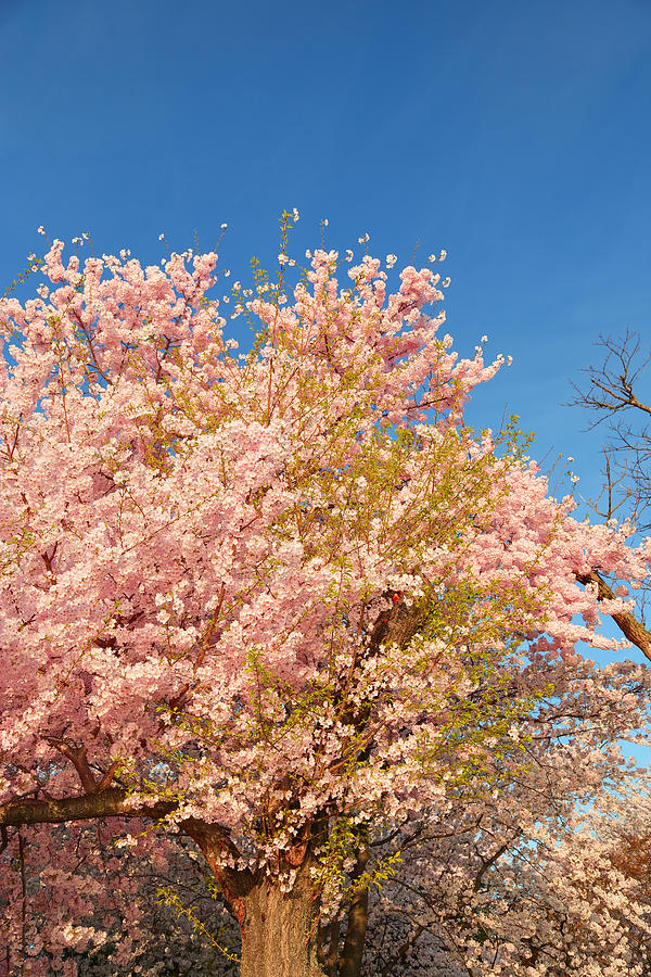Architecture Photograph - Cherry Blossoms 2013 - 016 by Metro DC Photography