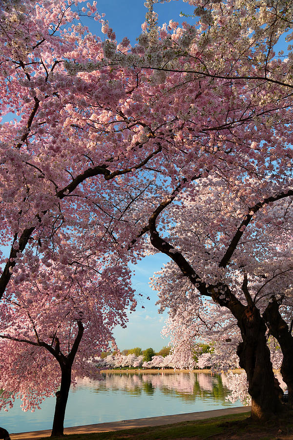 Architecture Photograph - Cherry Blossoms 2013 - 024 by Metro DC Photography