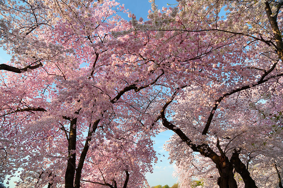 Architecture Photograph - Cherry Blossoms 2013 - 025 by Metro DC Photography