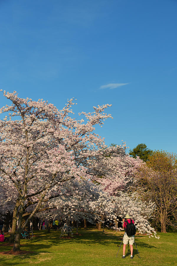 Architecture Photograph - Cherry Blossoms 2013 - 029 by Metro DC Photography
