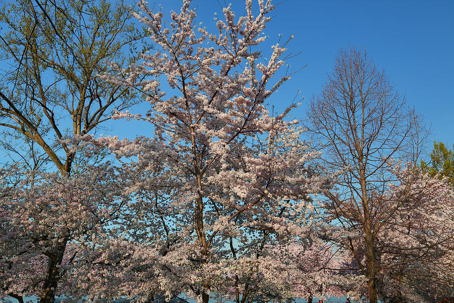 Cherry Blossoms 2013 - 033 Photograph by Metro DC Photography